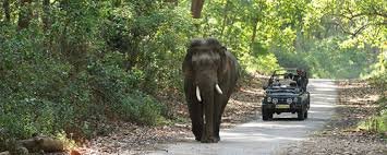 Wildlife Safari Image 2